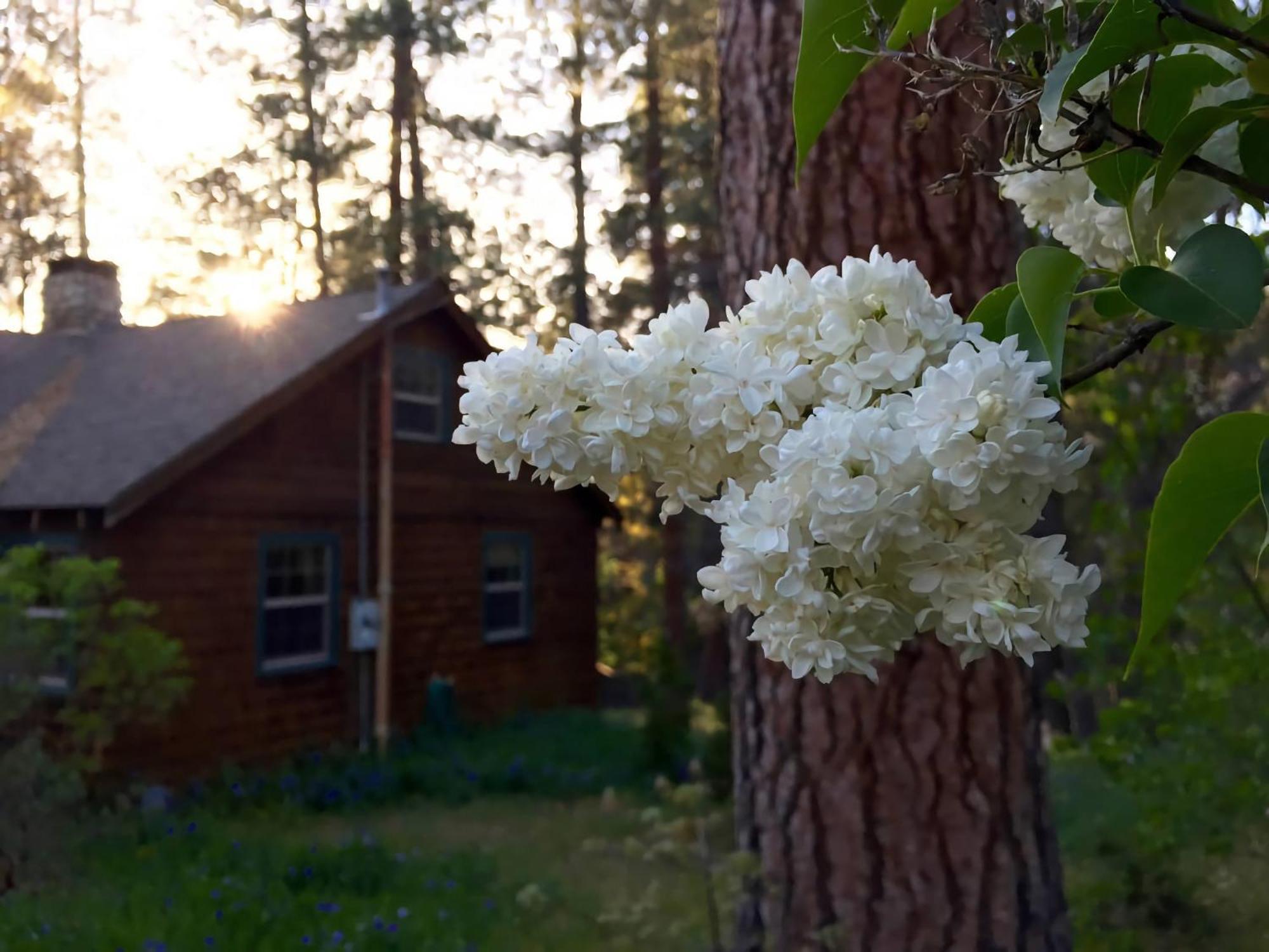 Ahwahnee-Be Vintage Cabin - Walk To Town! Idyllwild Buitenkant foto